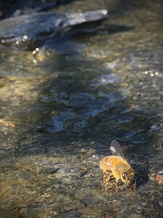 Honey Bee Drinking Water