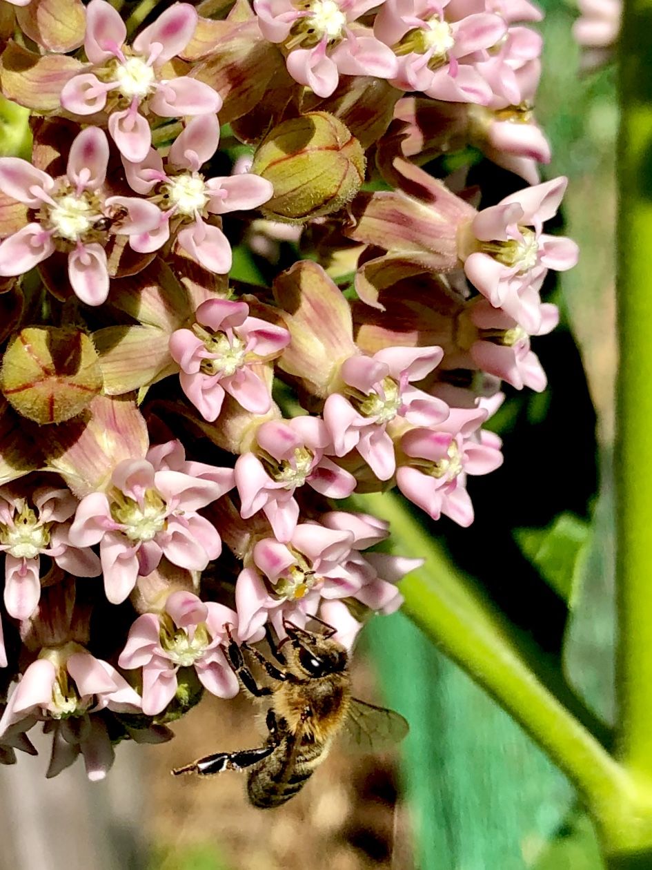 Honey Bee on Flower