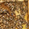 Queen and Worker Bees on Frame