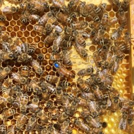 Queen and Worker Bees on Frame