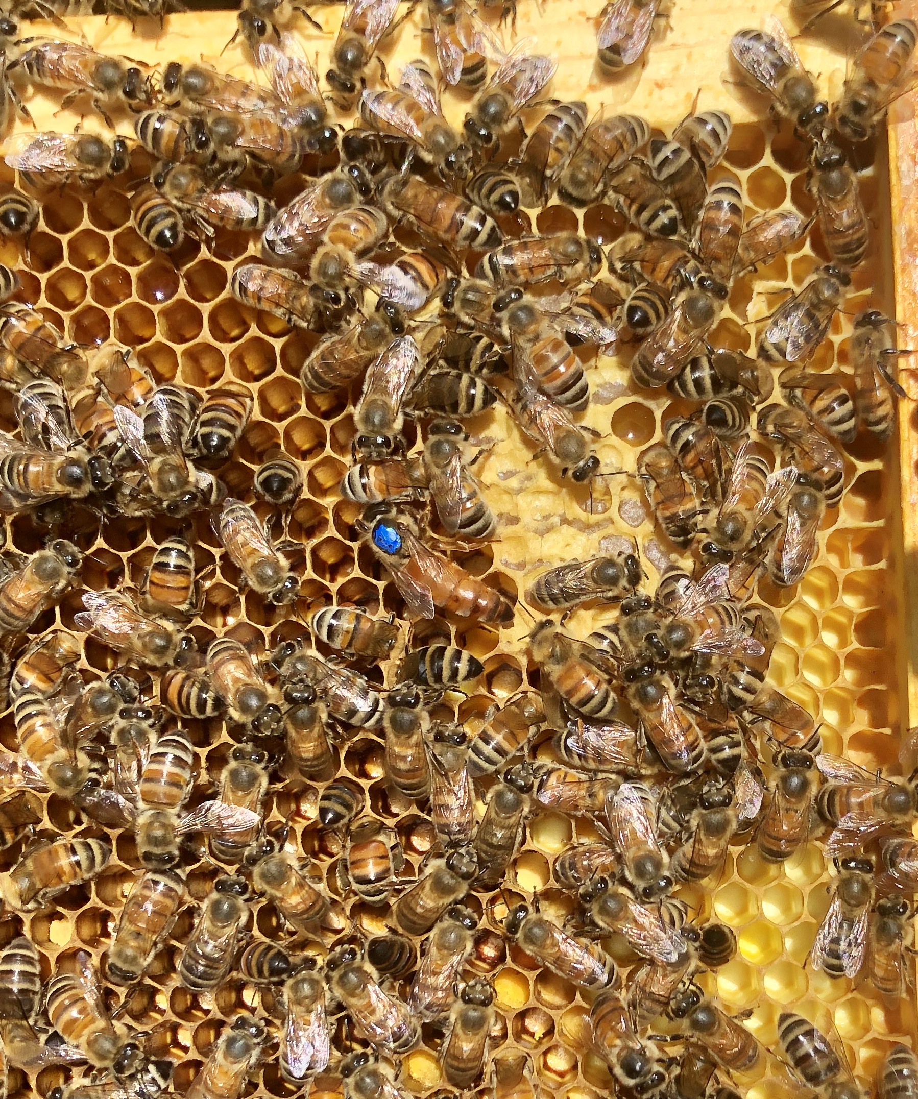 Queen and Worker Bees on Frame