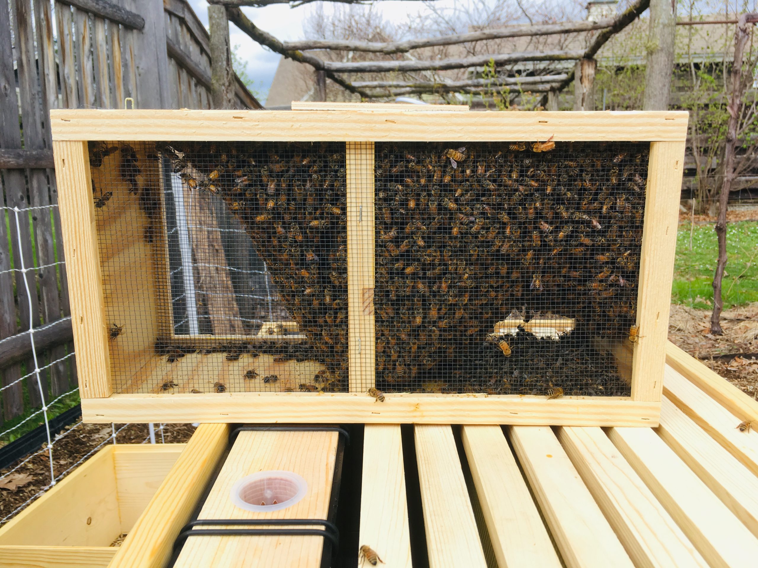 Package of Bees at Little Wren Farm