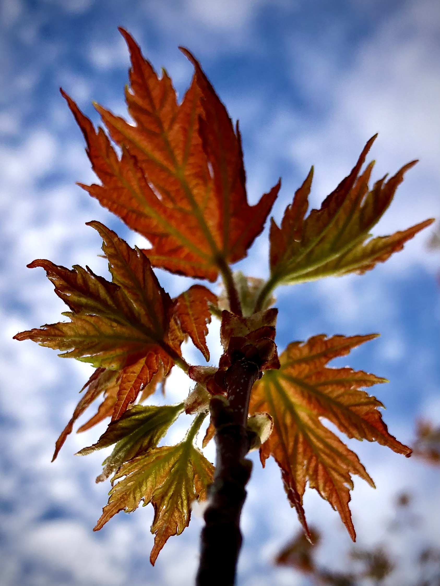 Spring maple leaves
